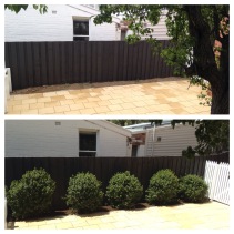 Before and After. Pittosporum Hedge